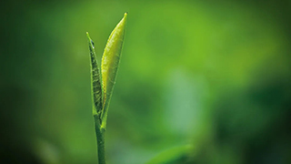 這片樹葉，改變了世界！