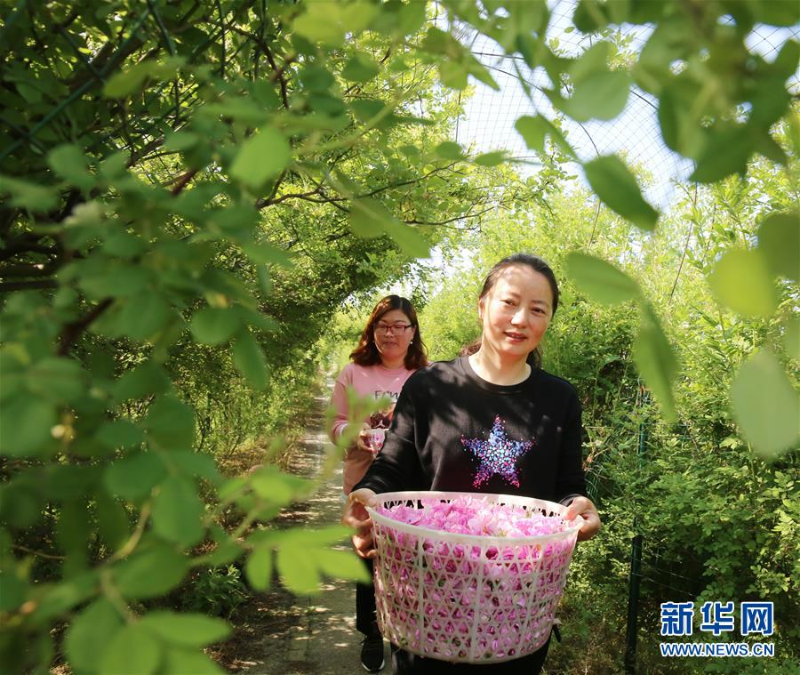 #（經(jīng)濟）（5）江蘇海安：玫瑰花鋪就農民致富“芬芳之路”