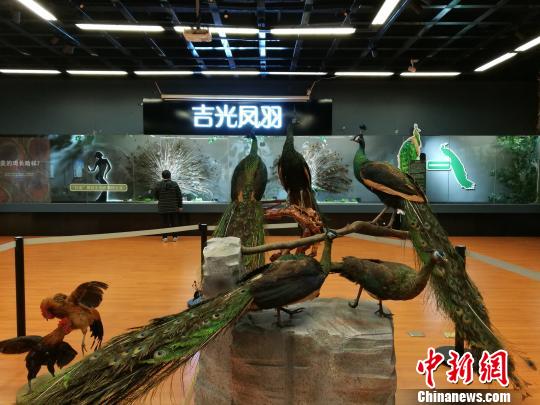 先有雞還是先有蛋？這個科普展覽有點“不一般”