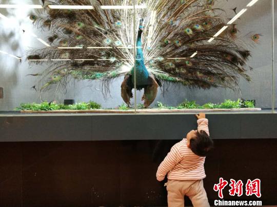 圖為展覽現(xiàn)場?！『h航 攝