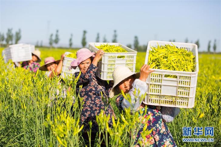 （在習(xí)近平新時(shí)代中國特色社會主義思想指引下——新時(shí)代新作為新篇章·鄉(xiāng)村振興戰(zhàn)略·圖文互動）（1）一株忘憂草，萬家喜眉梢——山西省大同市云州區(qū)黃花產(chǎn)業(yè)扶貧觀察