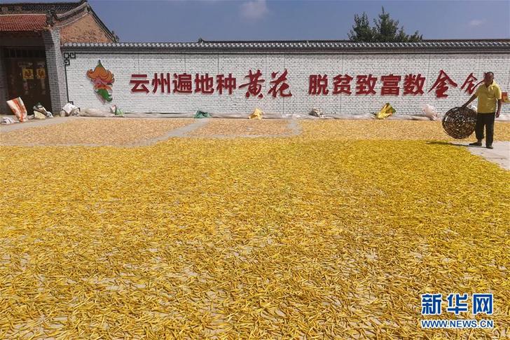 （在習(xí)近平新時(shí)代中國特色社會主義思想指引下——新時(shí)代新作為新篇章·鄉(xiāng)村振興戰(zhàn)略·圖文互動）（2）一株忘憂草，萬家喜眉梢——山西省大同市云州區(qū)黃花產(chǎn)業(yè)扶貧觀察
