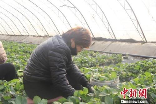 正值隆冬時節(jié)，山西省長治市長子縣天寒地凍，最低氣溫已有零下十幾度，當(dāng)?shù)氐氖卟舜笈飪?nèi)卻“春意盎然”、生機(jī)勃勃?！⊥蹙S寧 攝