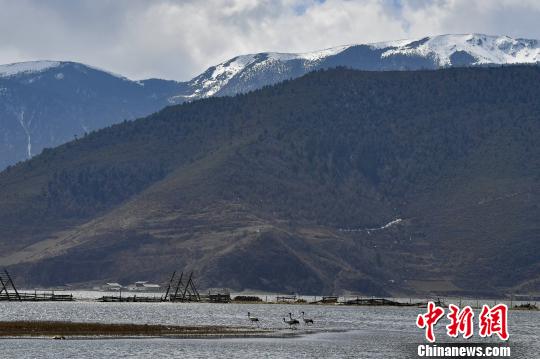 圖為在納帕海濕地棲息的候鳥?！⑷疥?攝