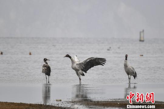 圖為在納帕海濕地棲息的黑頸鶴?！⑷疥?攝