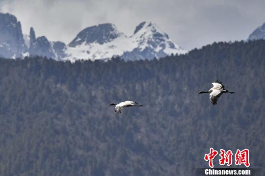 圖為在納帕海濕地上空飛翔的黑頸鶴?！⑷疥?攝