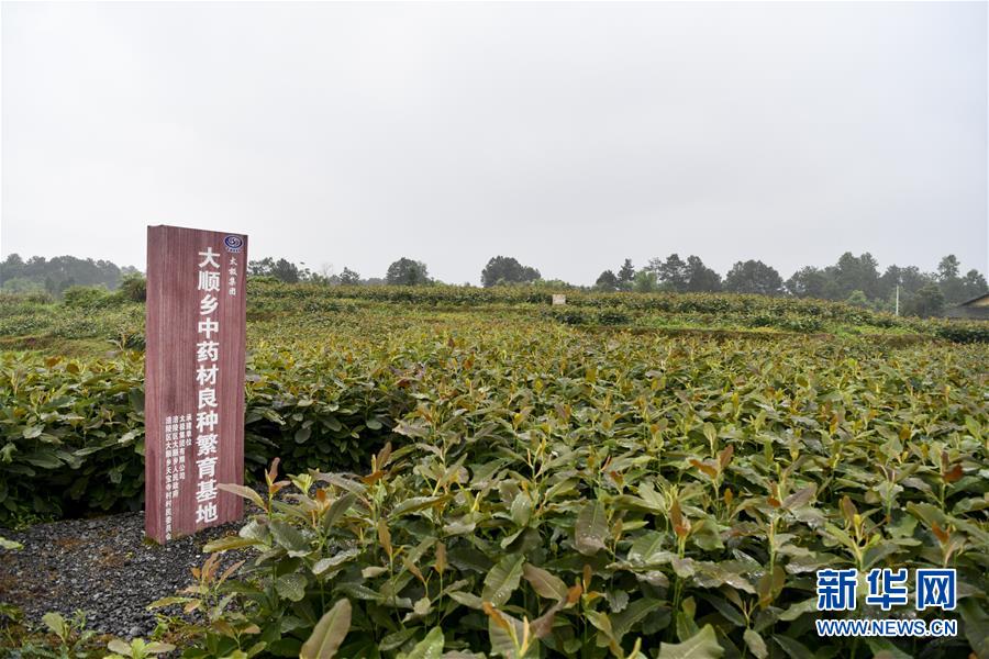 （來(lái)自一線(xiàn)的調(diào)查報(bào)告·圖文互動(dòng)）（5）利益聯(lián)結(jié)強(qiáng)產(chǎn)業(yè)　打通城鄉(xiāng)促振興——重慶涪陵大順鄉(xiāng)鄉(xiāng)村振興觀察