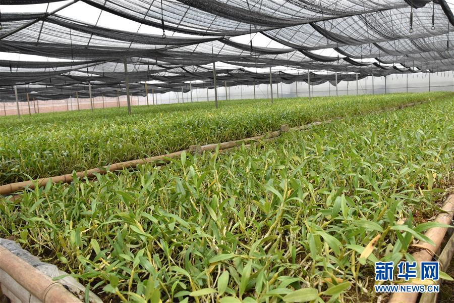 （決戰(zhàn)決勝脫貧攻堅·圖文互動）（1）這個脫貧縣的石頭為何比土金貴？