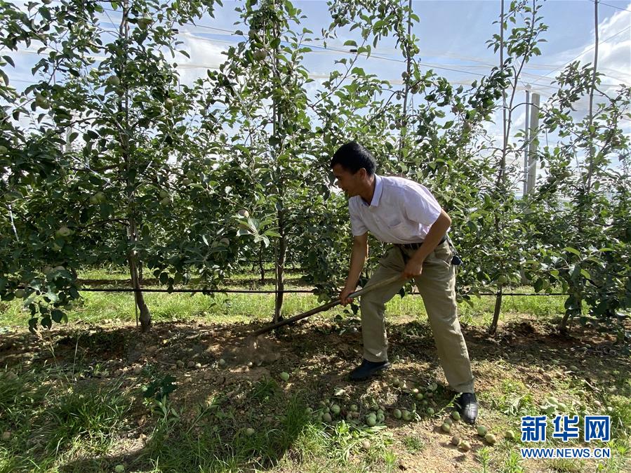 （決戰(zhàn)決勝脫貧攻堅·圖文互動）（1）高原紅了，日子好了——貴州海拔最高縣發(fā)展蘋果產(chǎn)業(yè)見聞
