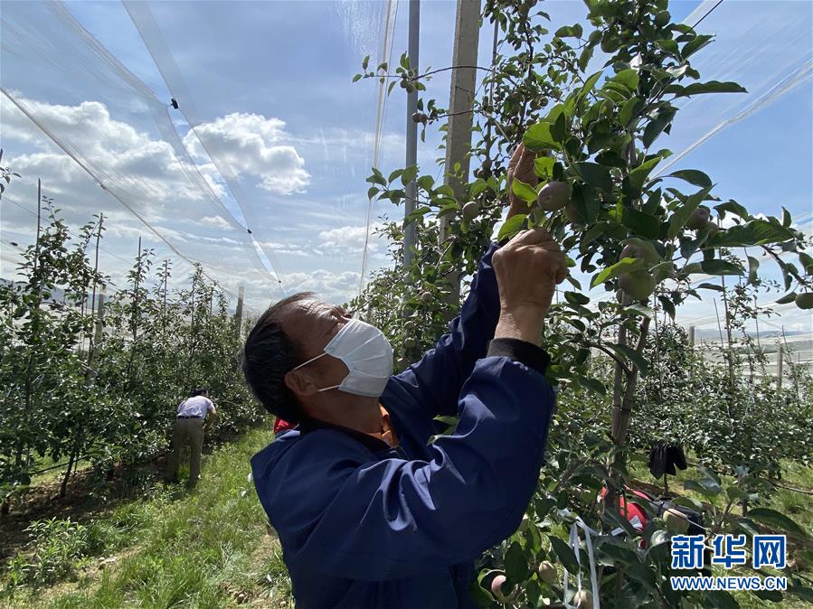 （決戰(zhàn)決勝脫貧攻堅·圖文互動）（2）高原紅了，日子好了——貴州海拔最高縣發(fā)展蘋果產(chǎn)業(yè)見聞