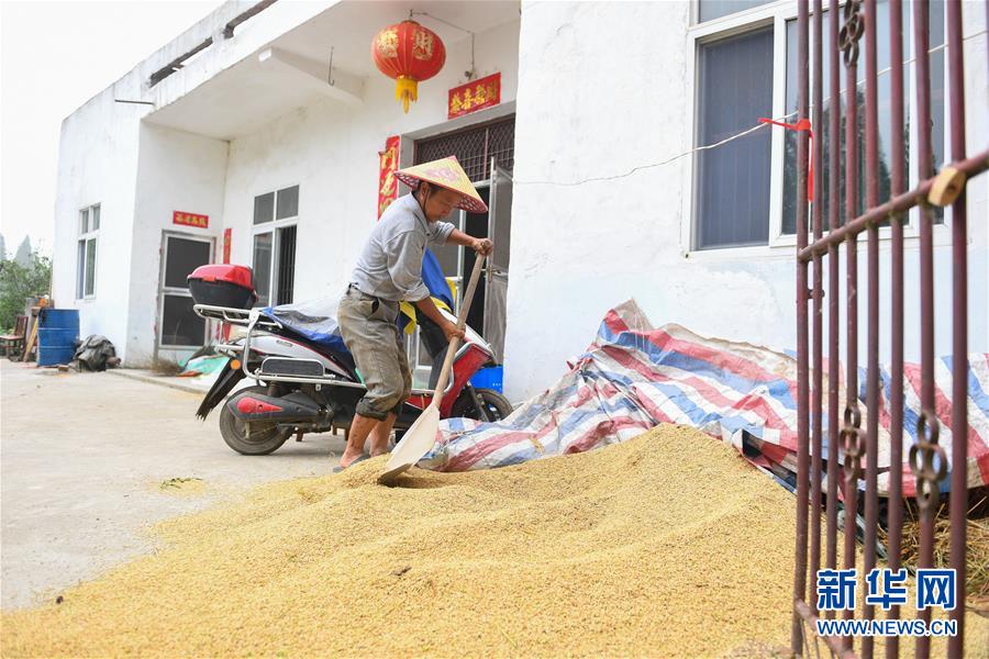 （新華視點·聚焦餐桌外的浪費·圖文互動）（2）農(nóng)戶儲糧損失達(dá)8%！設(shè)施普遍簡陋，蟲害霉變堪憂