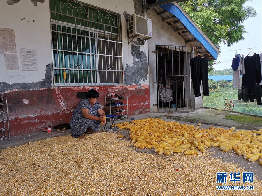 （新華視點·聚焦餐桌外的浪費·圖文互動）（3）農(nóng)戶儲糧損失達(dá)8%！設(shè)施普遍簡陋，蟲害霉變堪憂
