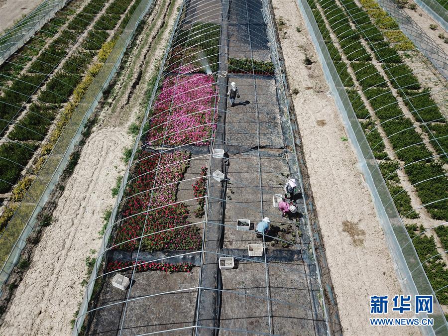（新華全媒頭條·走向我們的小康生活·圖文互動(dòng)）（1）“苦甲”不再，“甘味”綿長——脫貧攻堅(jiān)的甘肅味道