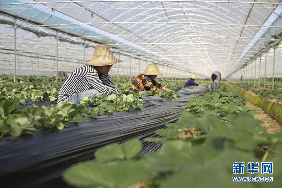 （新華全媒頭條·決戰(zhàn)決勝脫貧攻堅·督戰(zhàn)未摘帽貧困縣·圖文互動）（12）不獲全勝，決不收兵——全國52個掛牌督戰(zhàn)貧困縣脫貧攻堅紀實