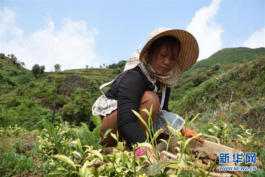（新華全媒頭條·圖文互動(dòng)）（14）初夏，循著總書記的腳步探訪產(chǎn)業(yè)扶貧新事