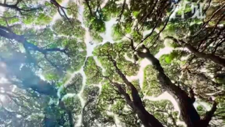 樹木為何會相互“禮讓”？