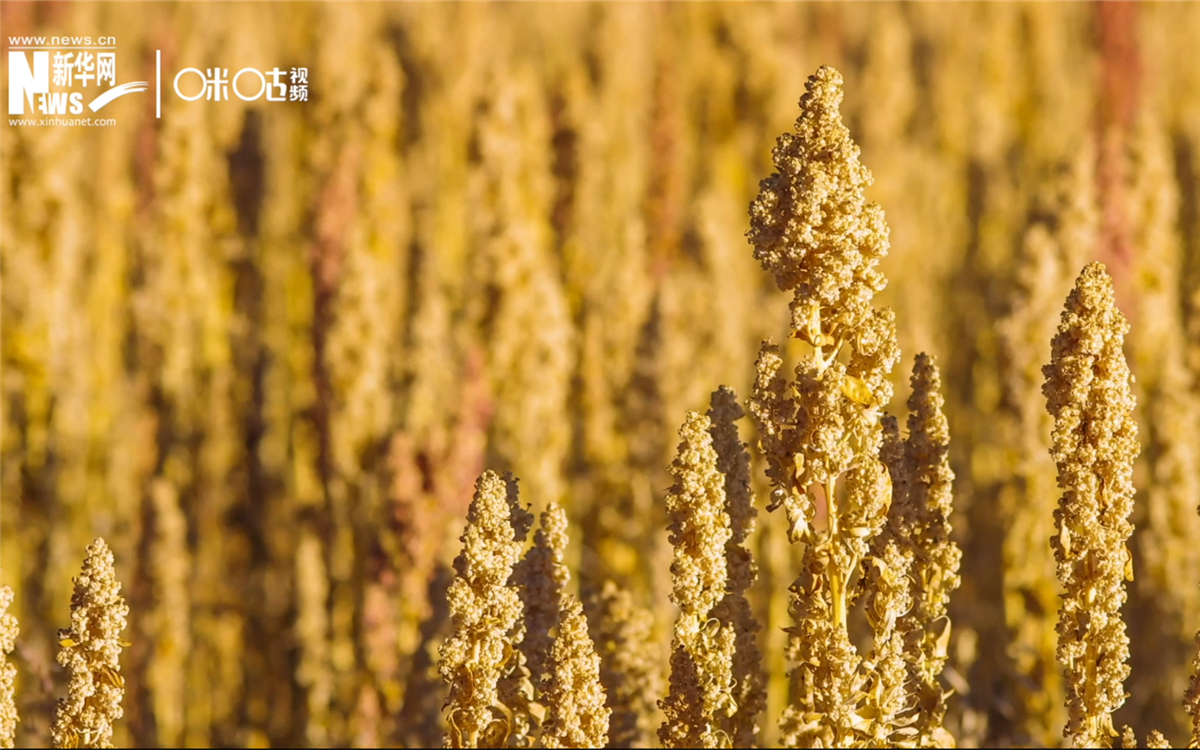 藜麥有極強(qiáng)的環(huán)境適應(yīng)能力和低成本、高回報(bào)的種植模式