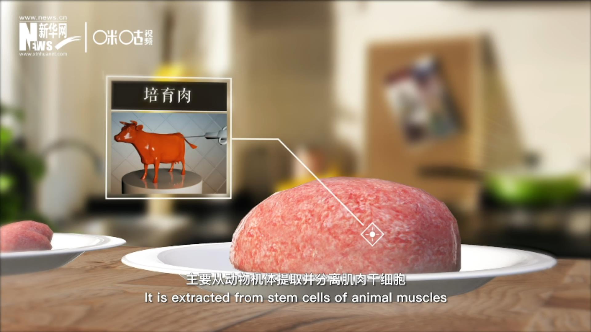 培育肉主要是從動物機體提取并分離肌肉干細胞，在實驗室里培養(yǎng)而成