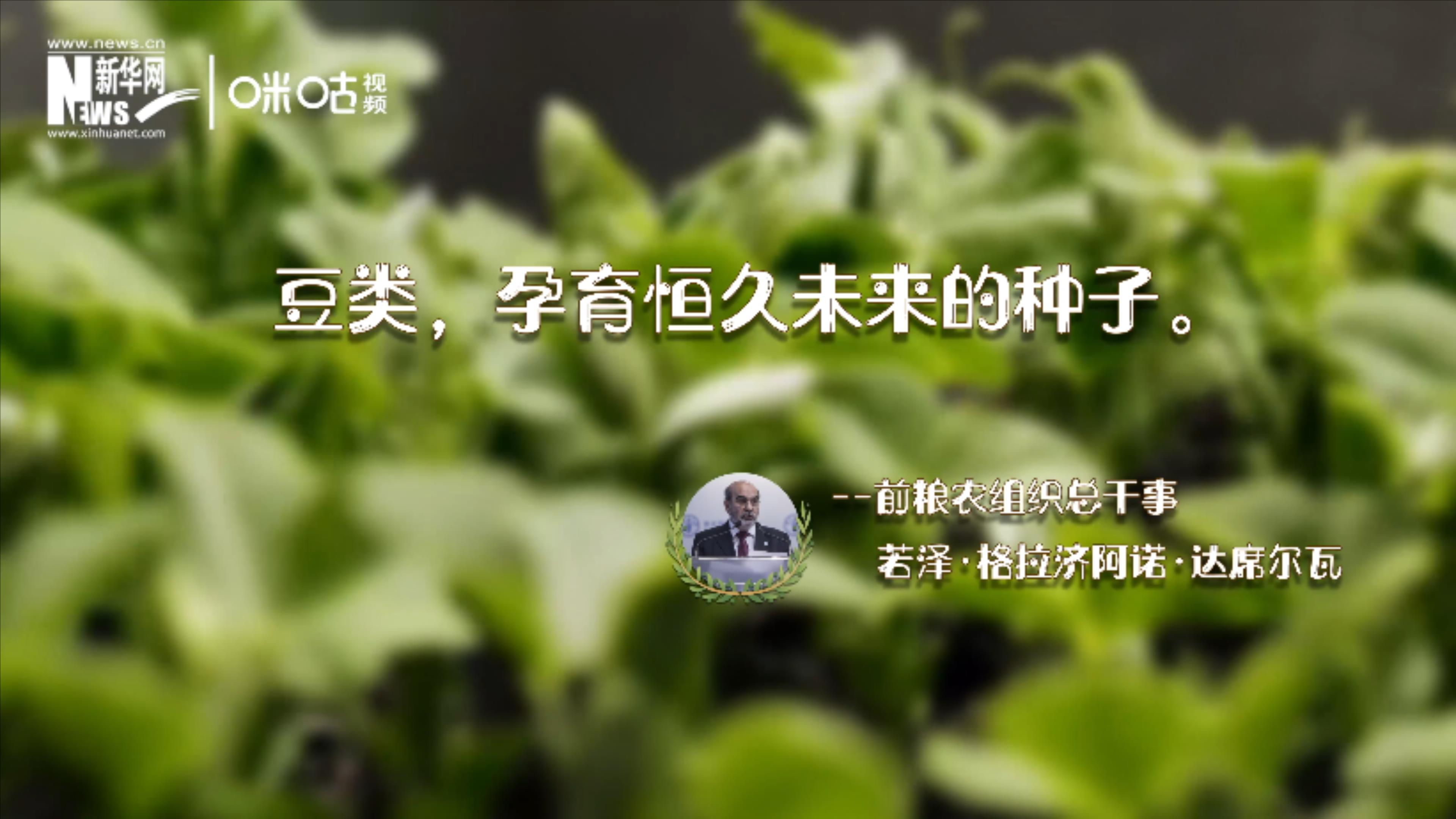豆類，孕育恒久未來的種子