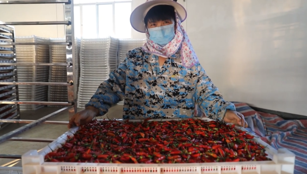 你怎么“辣”么好看！小辣椒映紅脫貧路