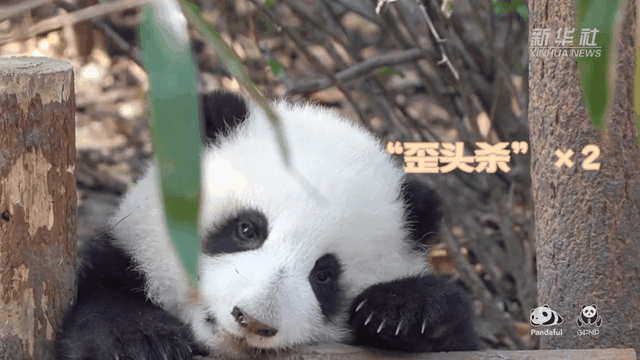 請(qǐng)注意，前方有滾滾發(fā)起近距離“歪頭殺”