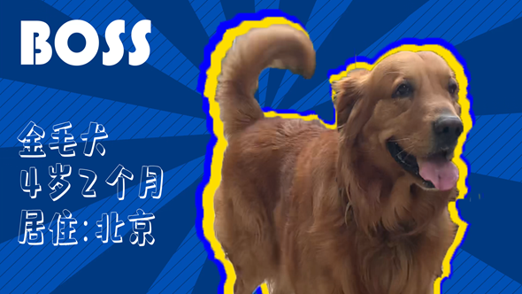 有效拴繩&科學(xué)遛狗——如何文明養(yǎng)犬？“撿屎官”們快看過(guò)來(lái)！