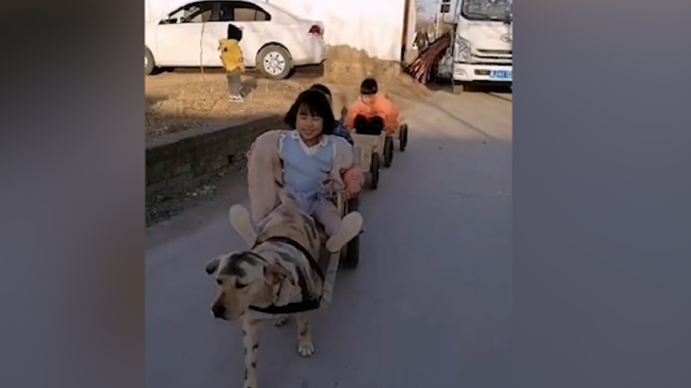 男子給孩子做縮小版小火車，家里的狗狗做動力拉著孩子上學(xué)