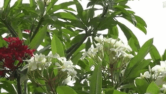 云南西雙版納：雞蛋花盛開！帶你看看一樹多花的奇觀