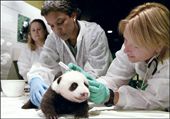 為什么動物能成為當之無愧的外交使者？
